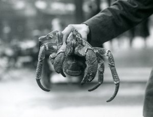 A Robber Crab, or Coconut Crab being held up by a keeper at London Zoo