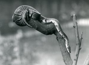 Royal Ball Python Making Its Way Down a Branch at London Zoo, October 1925 by Frederick William Bond