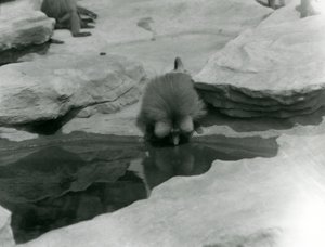 A Sacred Baboon drinking from a pool among the rocks of 