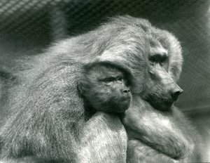 A Sacred Baboon with Its Young at London Zoo