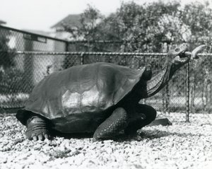 A Saddleback, Galapagos Tortoise Being Fed with a Banana on a Stick by Frederick William Bond