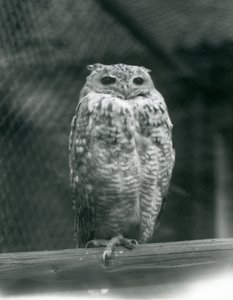Pharaoh Eagle-owl at London Zoo, September 1925