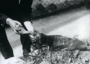 Seal Pup Being Bottle-fed by Its Keeper, London Zoo, August 1925