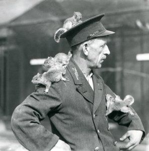 A Second Class Keeper with four young Grey Squirrels climbing on his uniform hat and jacket, London Zoo by Frederick William Bond