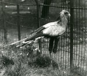 Secretary Bird at London Zoo, September 1923