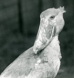 A Shoebill Stork, London Zoo, July 1926