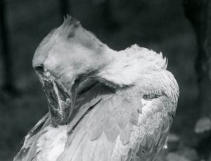 A Shoebill Preening Its Feathers at London Zoo (1926)