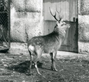 A Sika Spotted Stag Standing in His Enclosure, London Zoo (August 1927)