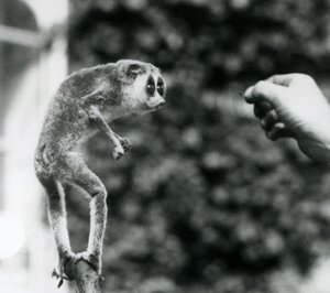 A Slender Loris Standing Upright on a Branch, Looking at a Keeper
