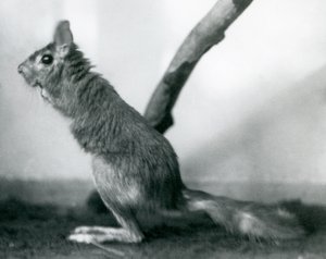 A South African Springhare Cape Jumping Hare sitting by a branch in its enclosure, London Zoo, December 1925 by Frederick William Bond