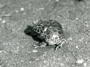 A South American Horned Frog