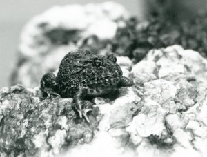 A South American Horned Frog showing its defensive pose, London Zoo, August 1928