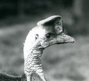 A Southern Cassowary at London Zoo, June 1925