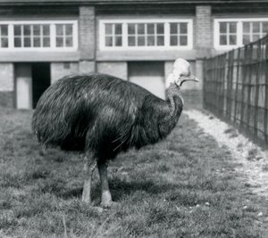 A Southern Cassowary at London Zoo in June 1925