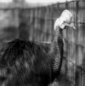 A Southern Cassowary at London Zoo in June 1925