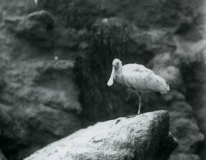 A Spoonbill Standing on a Rock at London Zoo