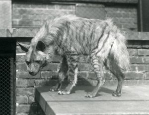 A Striped Hyaena standing on a platform in its enclosure at London Zoo, June 1925