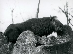 A Takin, Also Known as a Cattle Chamois or Gnu Goat, Resting on a Rock, London Zoo, 1925 by Frederick William Bond