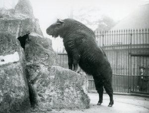 A Takin, also known as a Cattle chamois or Gnu goat, standing upright with his front legs resting on a rock, London Zoo