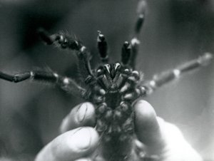 A Tarantula being held up to show its fangs from below, London Zoo, October 1925