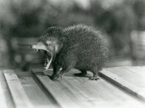 A Tenrec with its mouth open, showing its wide gape and sharp teeth, London Zoo by Frederick William Bond