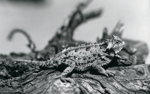 A Texas Horned Lizard resting on a log at London Zoo in September 1928