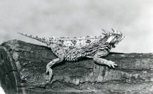 A Texas Horned Lizard/Horntoad/Horned Toad/Horny Toad Resting on a Log at London Zoo in August 1928