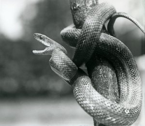 A Texas Rat Snake Gaping, While Coiled Around a Near Vertical Branch, London Zoo, August 1928 by Frederick William Bond