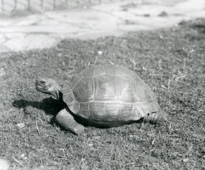 A Tortoise Standing on Grass at London Zoo in 1926