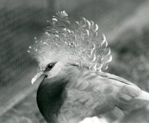 A Victoria Crowned Pigeon at London Zoo