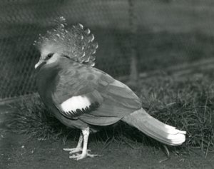 A Victoria Crowned Pigeon Standing on the Ground at London Zoo