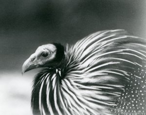A Vulturine Guineafowl at London Zoo in 1927