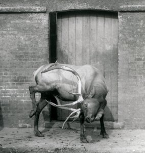 A Wapiti Elk stag standing in his enclosure at London Zoo in September 1927 by Frederick William Bond