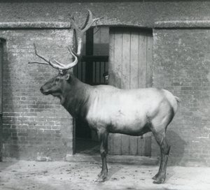 A Wapiti (Elk) Stag Standing in His Enclosure at London Zoo, September 1927 by Frederick William Bond