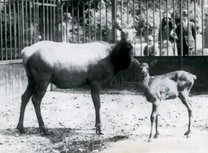 A Wapiti with her fawn in their paddock with visitors looking on through bars, London Zoo by Frederick William Bond