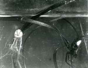 A Water Spider and its air bell underwater, London Zoo, October 1925