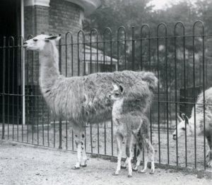 A Baby Llama with Its Mother at London Zoo, 1926 by Frederick William Bond