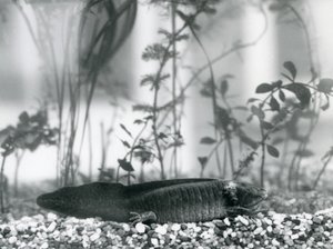 A black Axolotl/Mexican Salamander resting on gravel on the floor of a tank at London Zoo in 1928 by Frederick William Bond