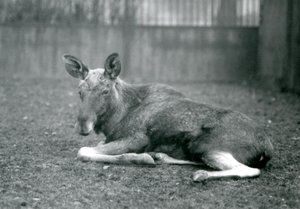 A bull Elk Moose, showing the scars of his recently shed antlers, lying down at London Zoo, January 1926 by Frederick William Bond