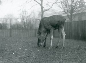 A Bull Elk Stands in His Paddock and Reaches Down Towards the Grass, London Zoo, January 1926 by Frederick William Bond