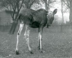 A bull Elk Moose, with wounds of recently shed antlers, standing at London Zoo, January 1926 by Frederick William Bond