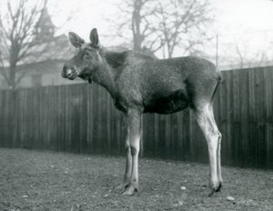 A bull Elk Moose, with wounds of recently shed antlers, standing at London Zoo, January 1926 by Frederick William Bond
