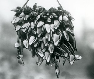 Pelagic Gooseneck Barnacles at London Zoo, March 1925 by Frederick William Bond