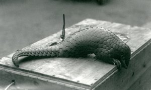 Critically Endangered Chinese Pangolin Peering Down Over the Edge of the Wooden Crate It Is Sitting On, London Zoo, July 1925 by Frederick William Bond