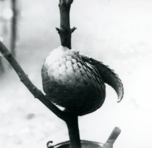 Chinese Pangolin at London Zoo, July 1925 by Frederick William Bond