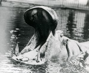 A Female Hippopotamus, 