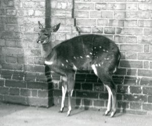 A Female Imbabala Cape Bushbuck Standing Against a Wall at London Zoo