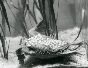 A female Surinam Toad with her eggs embedded in the skin of her back, London Zoo