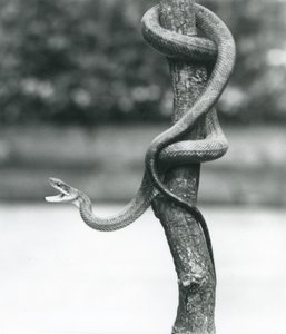 A Gaping Texas Rat Snake Coiled Around a Vertical Branch at London Zoo in August 1928 by Frederick William Bond