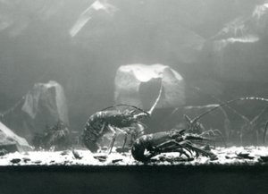 Crayfish at London Zoo, March 1925 by Frederick William Bond